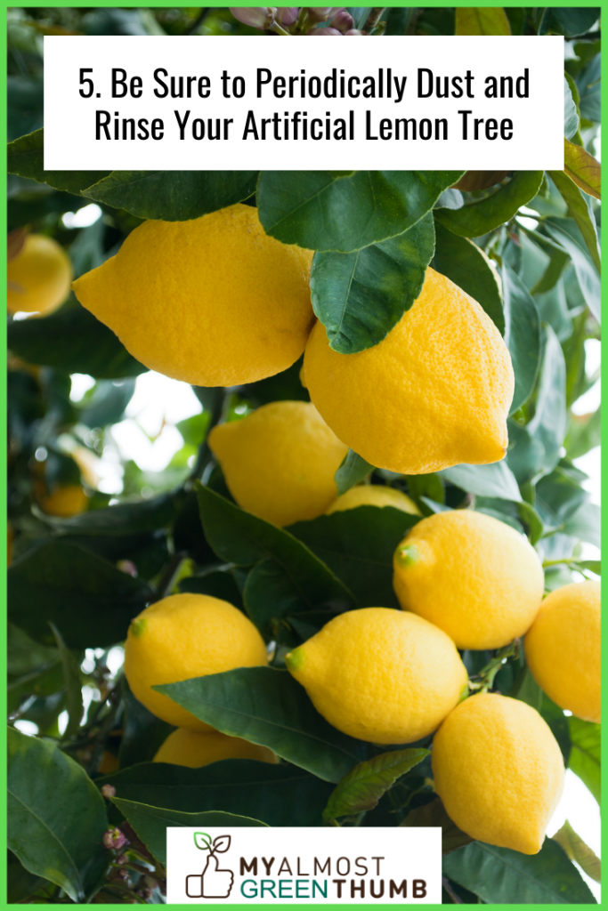 5. Be Sure to Periodically Dust and Rinse Your Artificial Lemon Tree