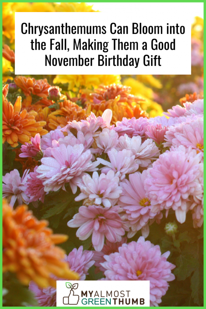 Chrysanthemums Can Bloom into the Fall, Making Them a Good November Birthday Gift