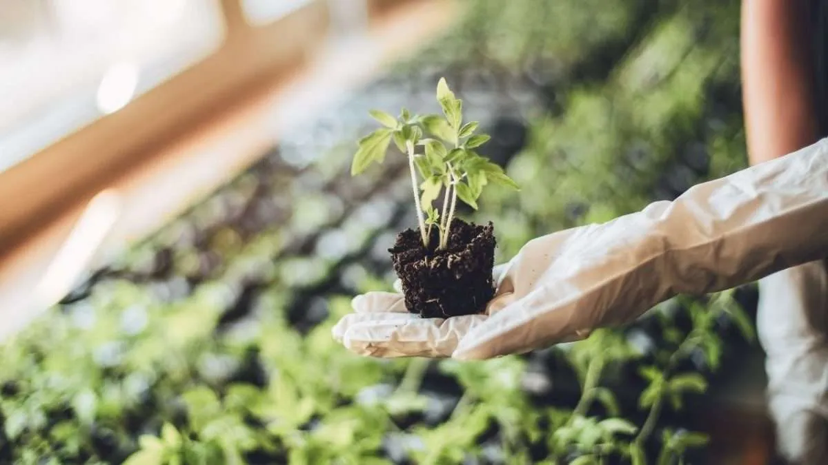 My reviews of some of the indoor garden kits that I have tried