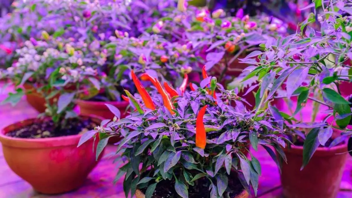How can I set up indoor lighting for my plants?