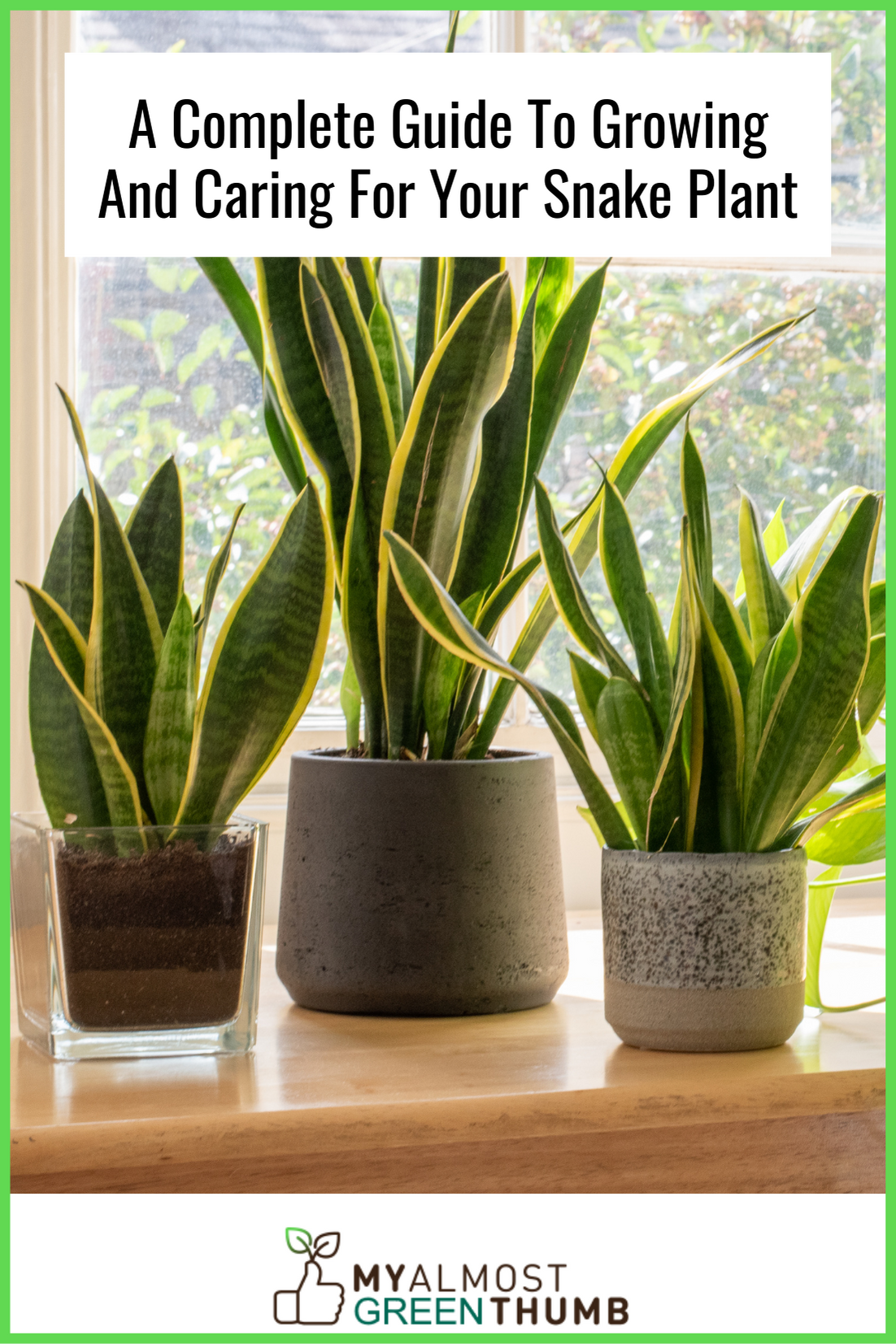 A Complete Guide To Growing And Caring For Your Snake Plant