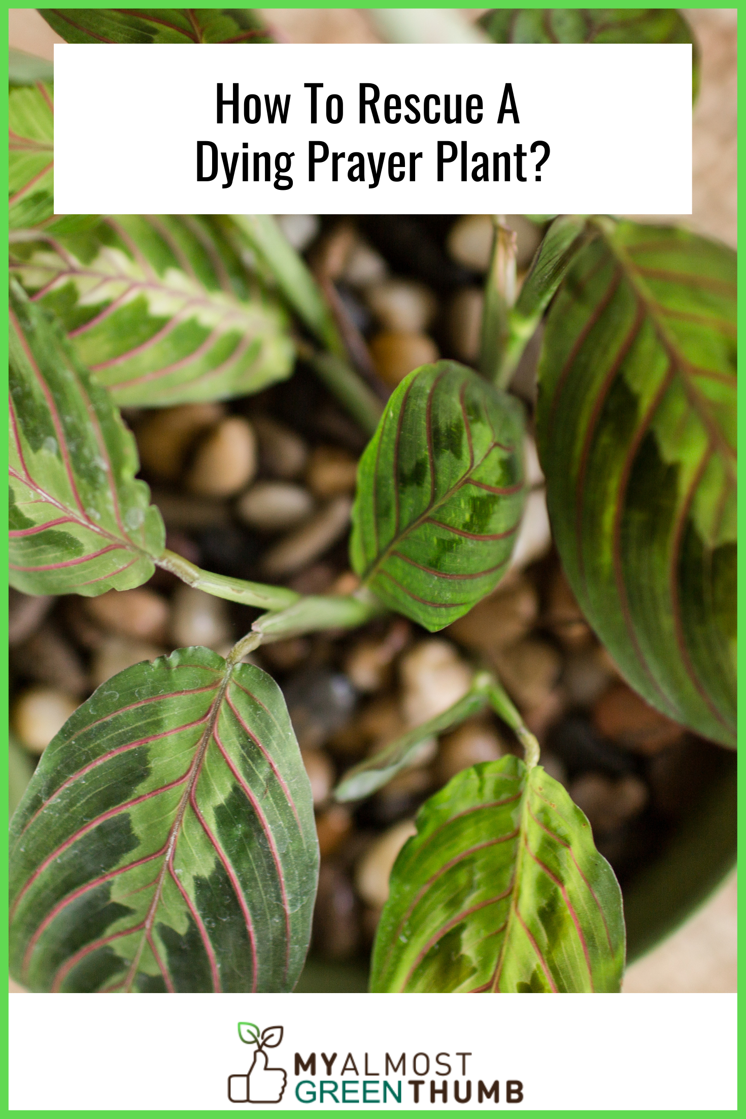 How To Rescue A Dying Prayer Plant
