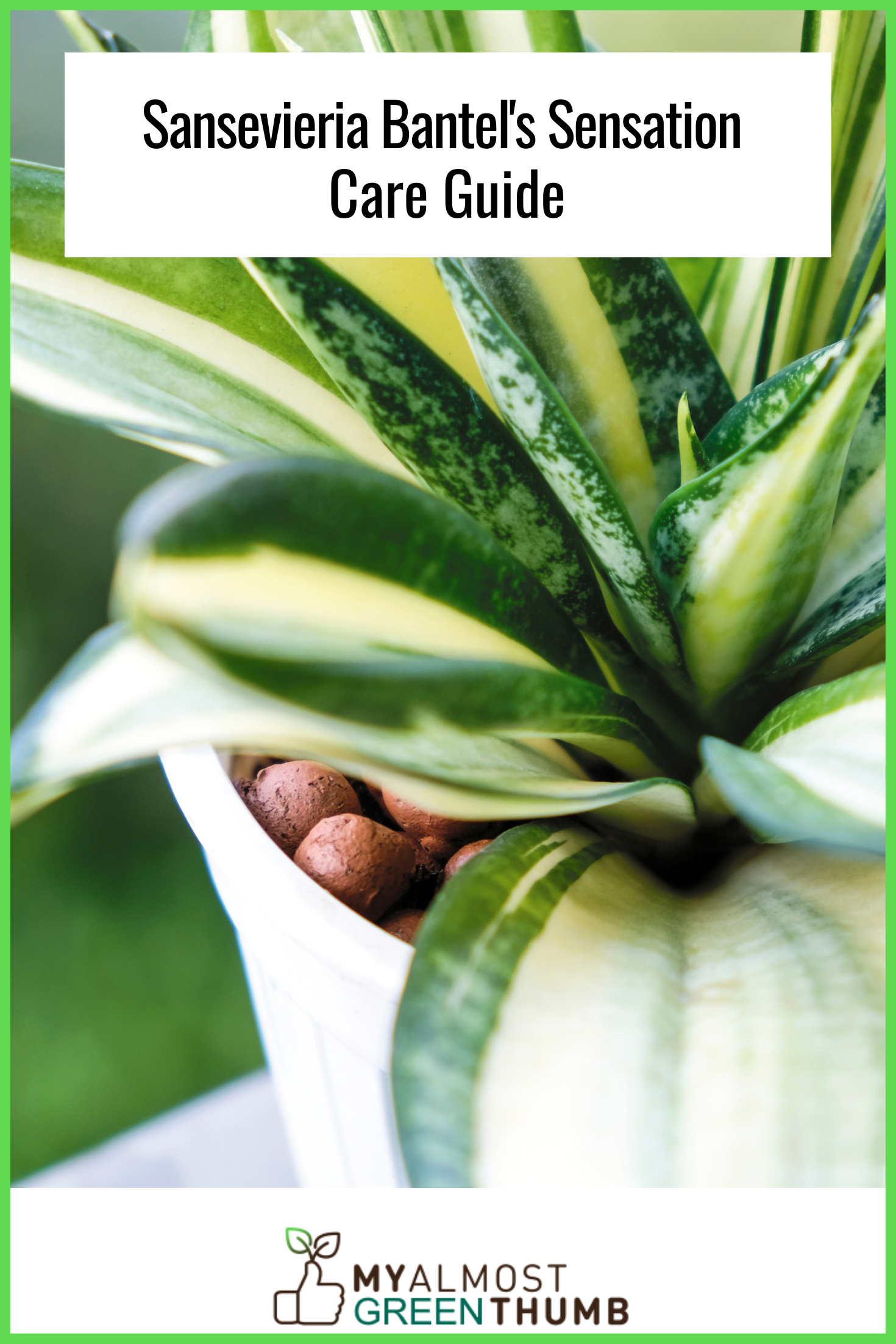 Sansevieria Bantel Sensation Care Guide