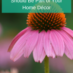 6 Reasons Coneflowers Should Be Part of Your Home Décor