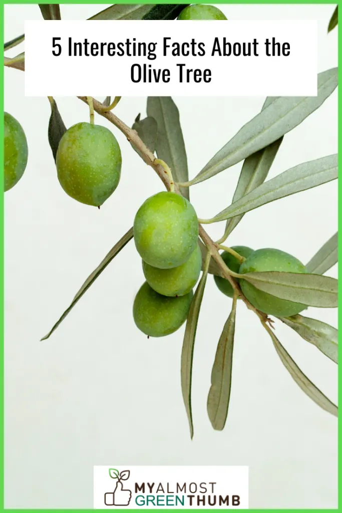 5 Interesting Facts About the Olive Tree
