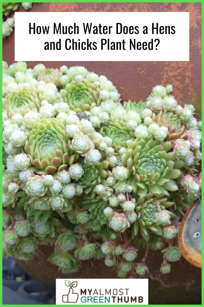 How Much Water Does a Hens and Chicks Plant Need