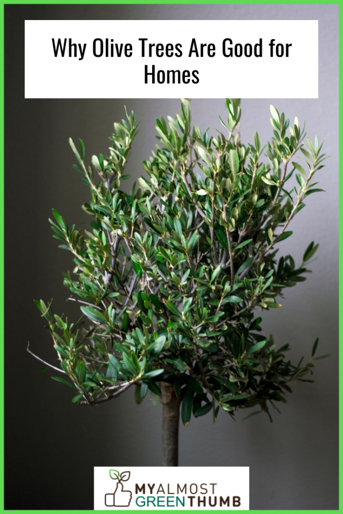 Why Olive Trees Are Good for Homes