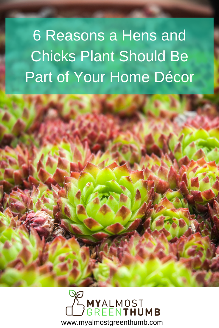 6 Reasons a Hens and Chicks Plant Should Be Part of Your Home Décor