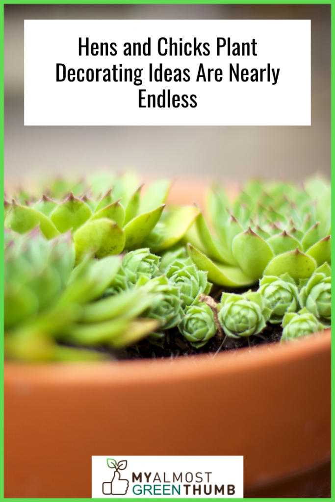 Hens and Chicks Plant Decorating Ideas Are Nearly Endless