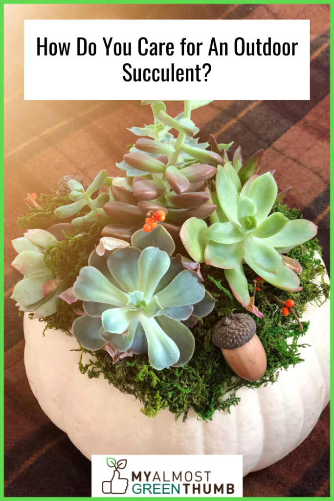 How Do You Care for An Outdoor Succulent