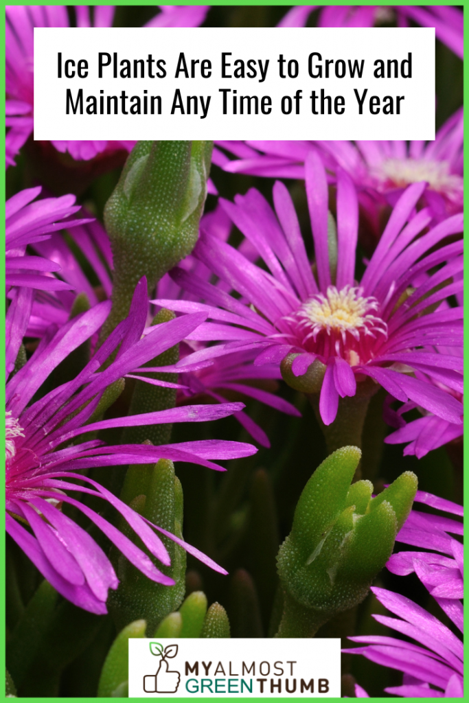 Ice Plants Are Easy to Grow and Maintain Any Time of the Year