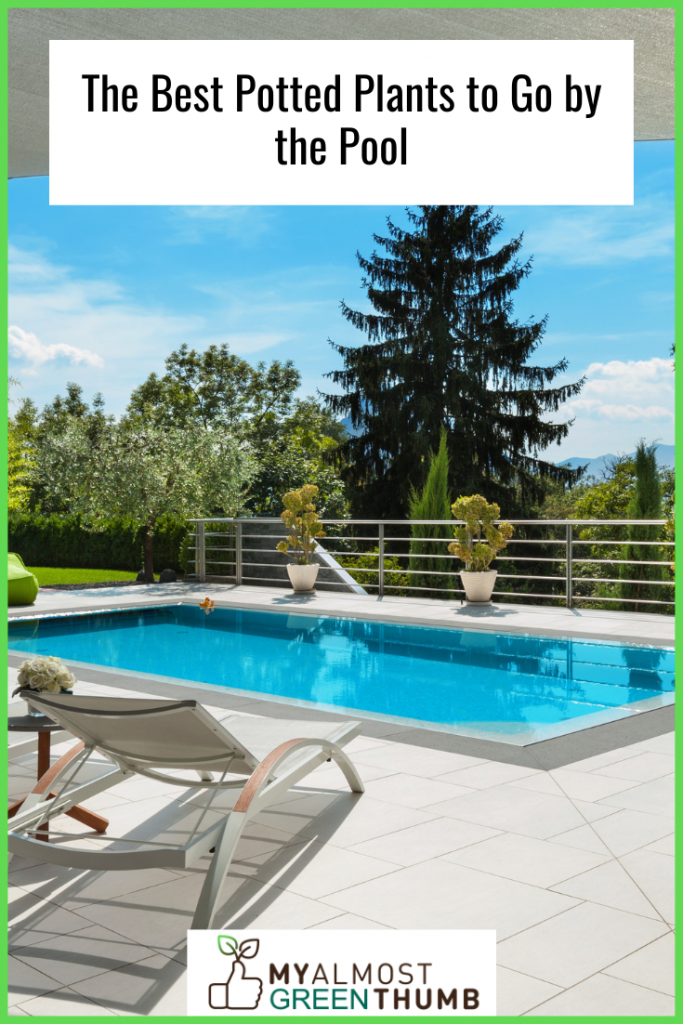 The Best Potted Plants to Go by the Pool