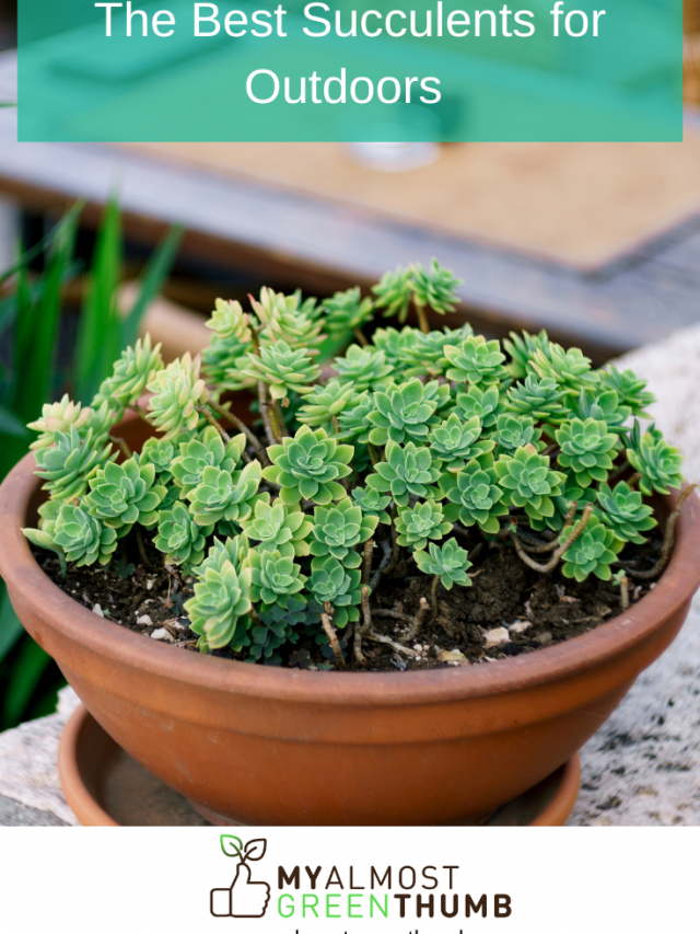The Best Succulents for Outdoors My Almost Green Thumb