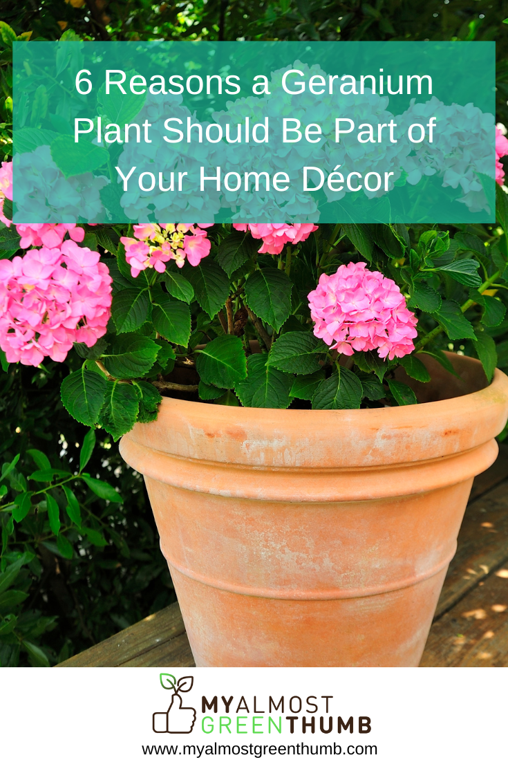 6 Reasons a Geranium Plant Should Be Part of Your Home Décor