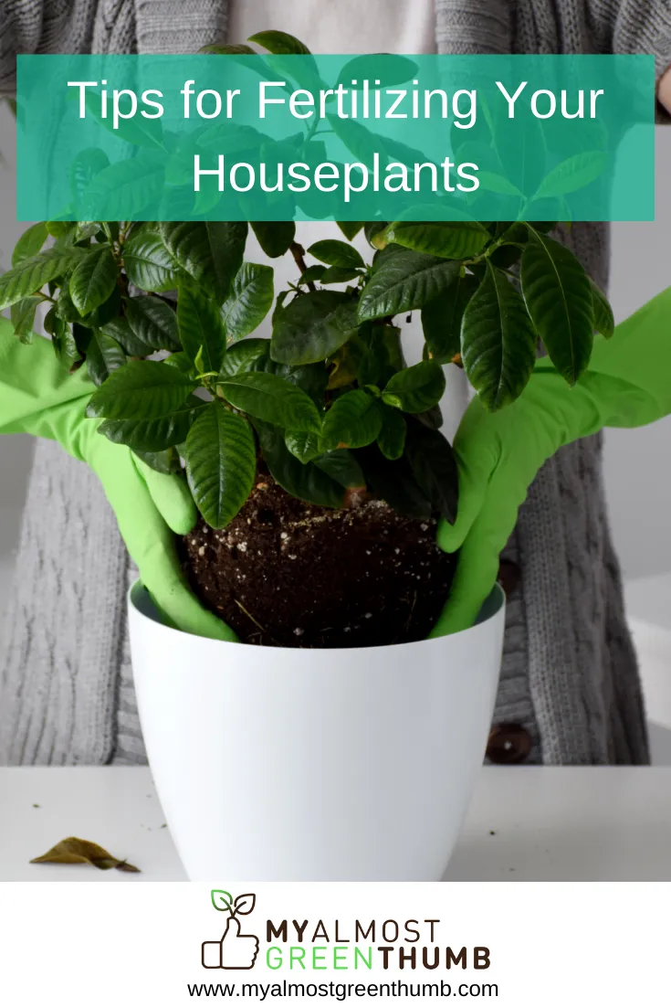 Tips for Fertilizing Your Houseplants