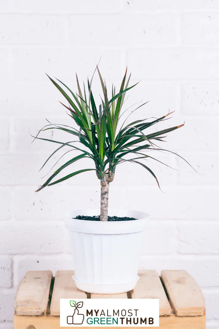 Are You Overwatering Your Mass Cane Plant?