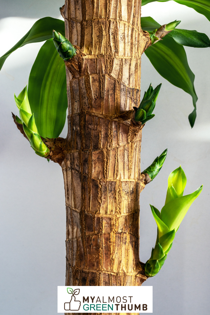 Common Causes of a Dying Mass Cane Plant 
