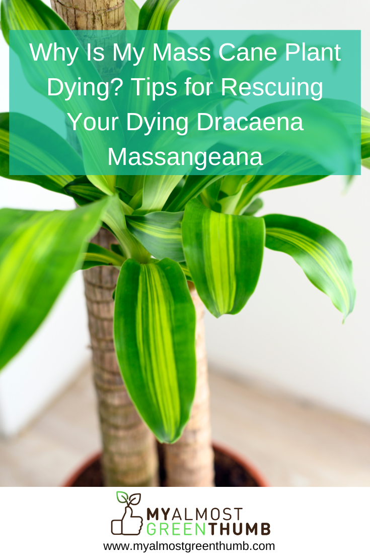 Why Is My Mass Cane Plant Dying Tips for Rescuing Your Dying Dracaena Massangeana