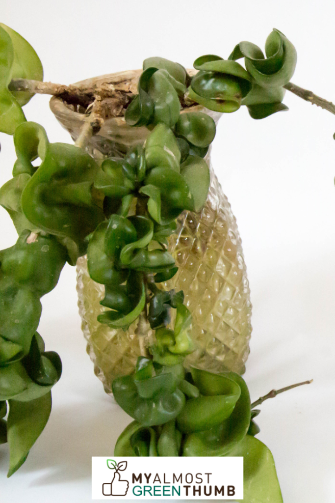 Reasons a Hindu Rope Plant Should Be Part of Your Home or Office Décor