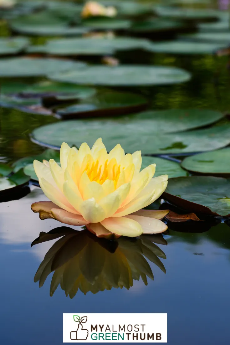 What Does a Lotus Flower Symbolize?