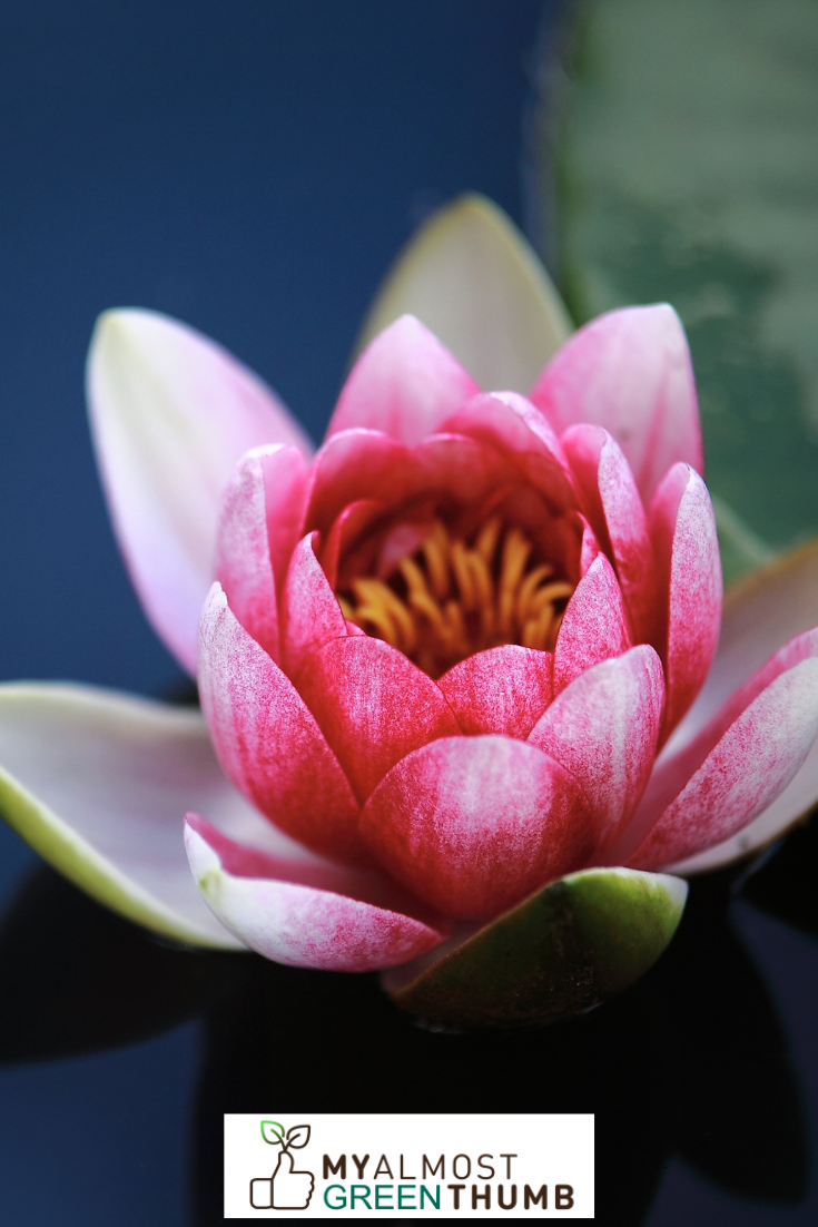 What Is a Lotus Flower?