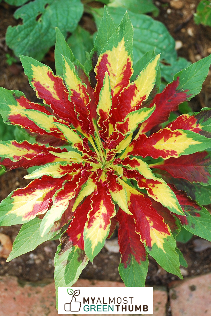 A Joseph’s Coat Plant Is Good for Homes and Offices