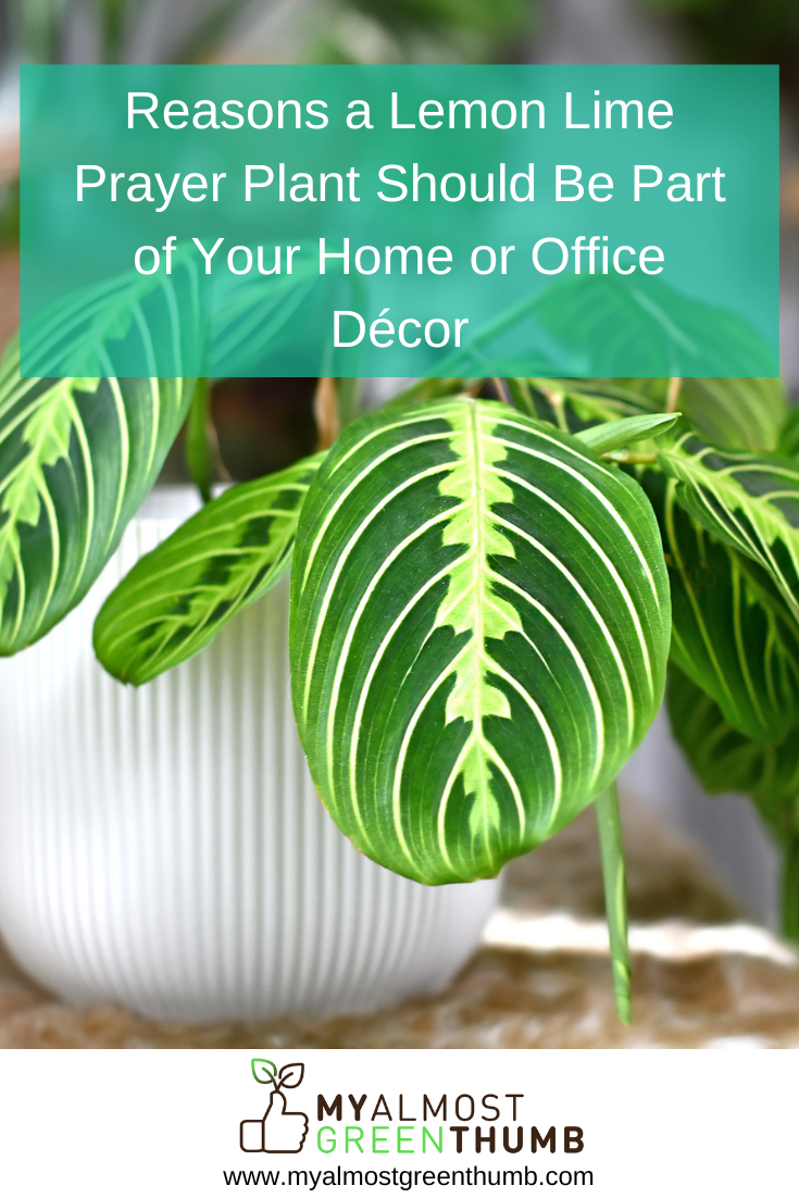 Reasons a Lemon Lime Prayer Plant Should Be Part of Your Home or Office Décor