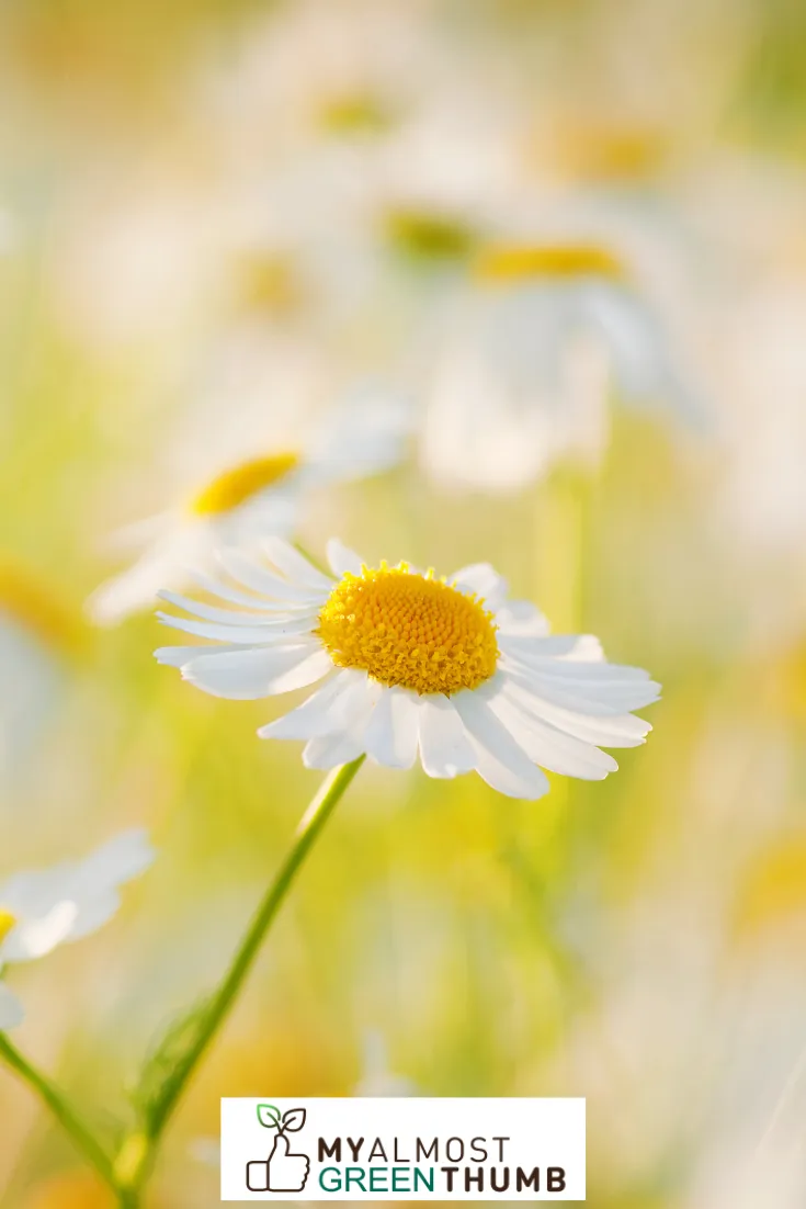 An Overview of the Daisy 