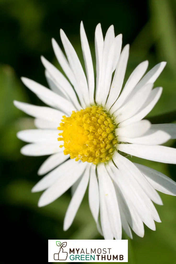 Do Artificial Daisies Look Real and Do They Maintain Their Symbolism