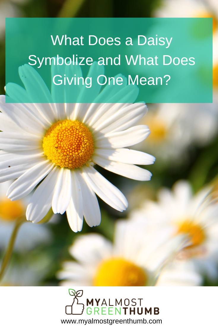 What Does a Daisy Symbolize and What Does Giving One Mean