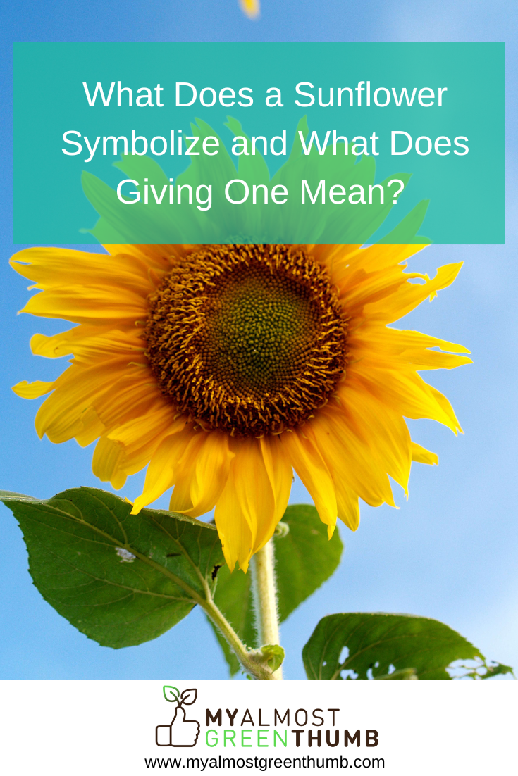 What Does a Sunflower Symbolize and What Does Giving One Mean 