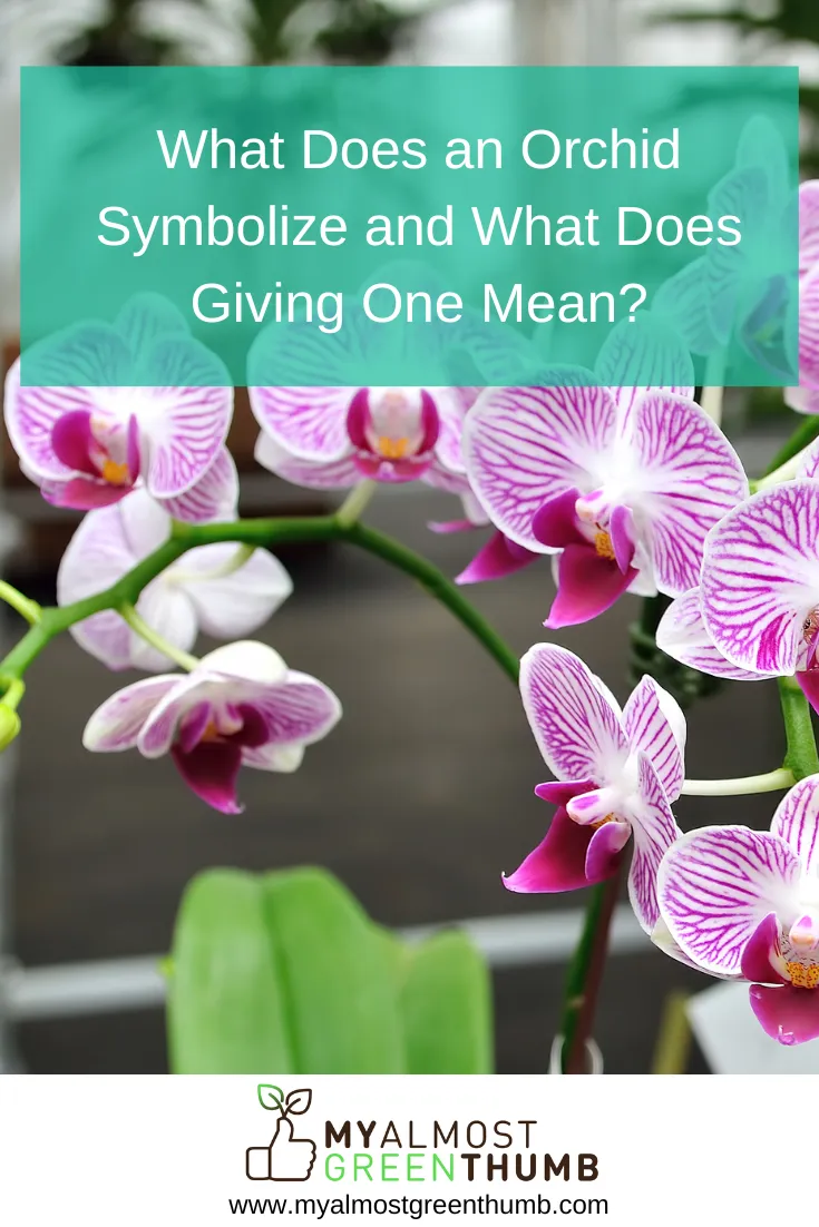 What Does an Orchid Symbolize and What Does Giving One Mean