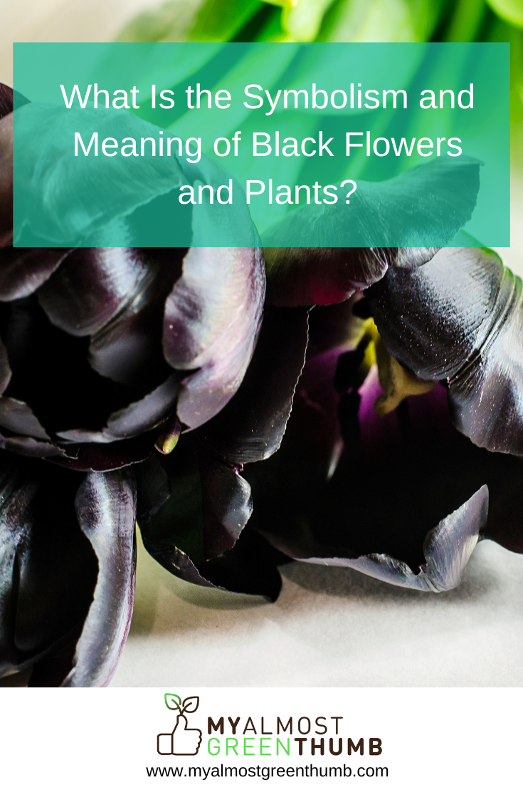 What Is the Symbolism and Meaning of Black Flowers and Plants