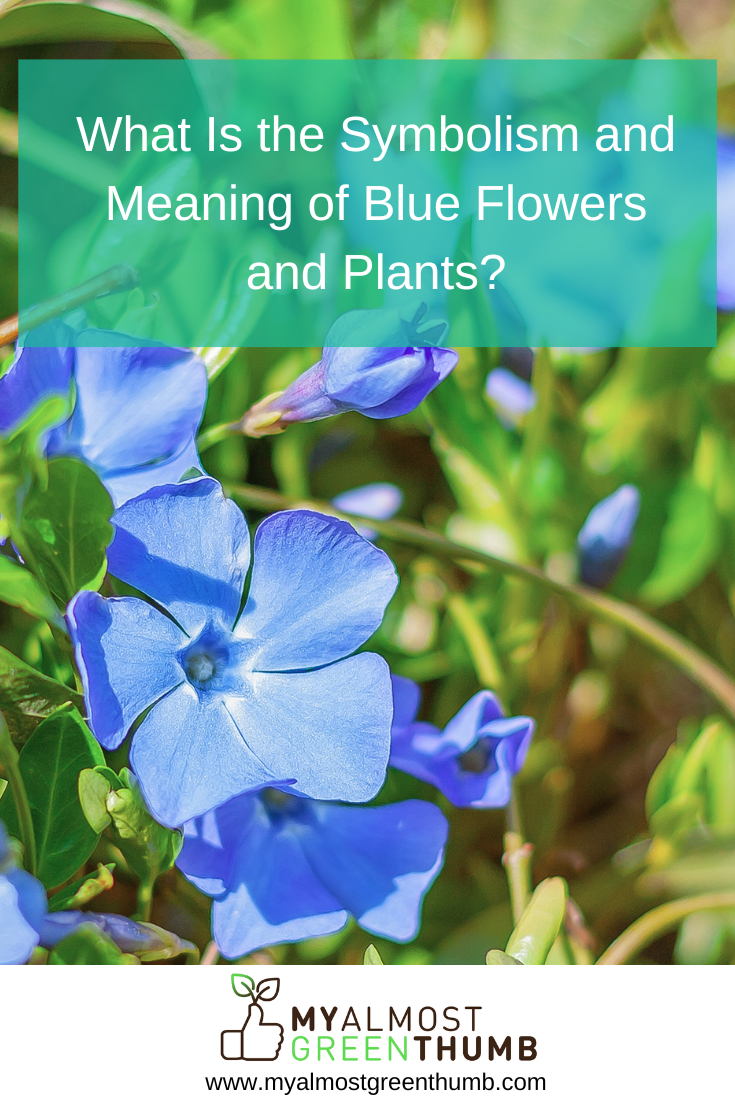 What Is the Symbolism and Meaning of Blue Flowers and Plants