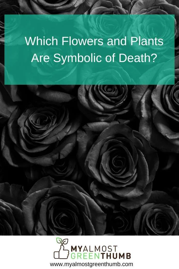 Which Flowers and Plants Are Symbolic of Death? My Almost Green Thumb