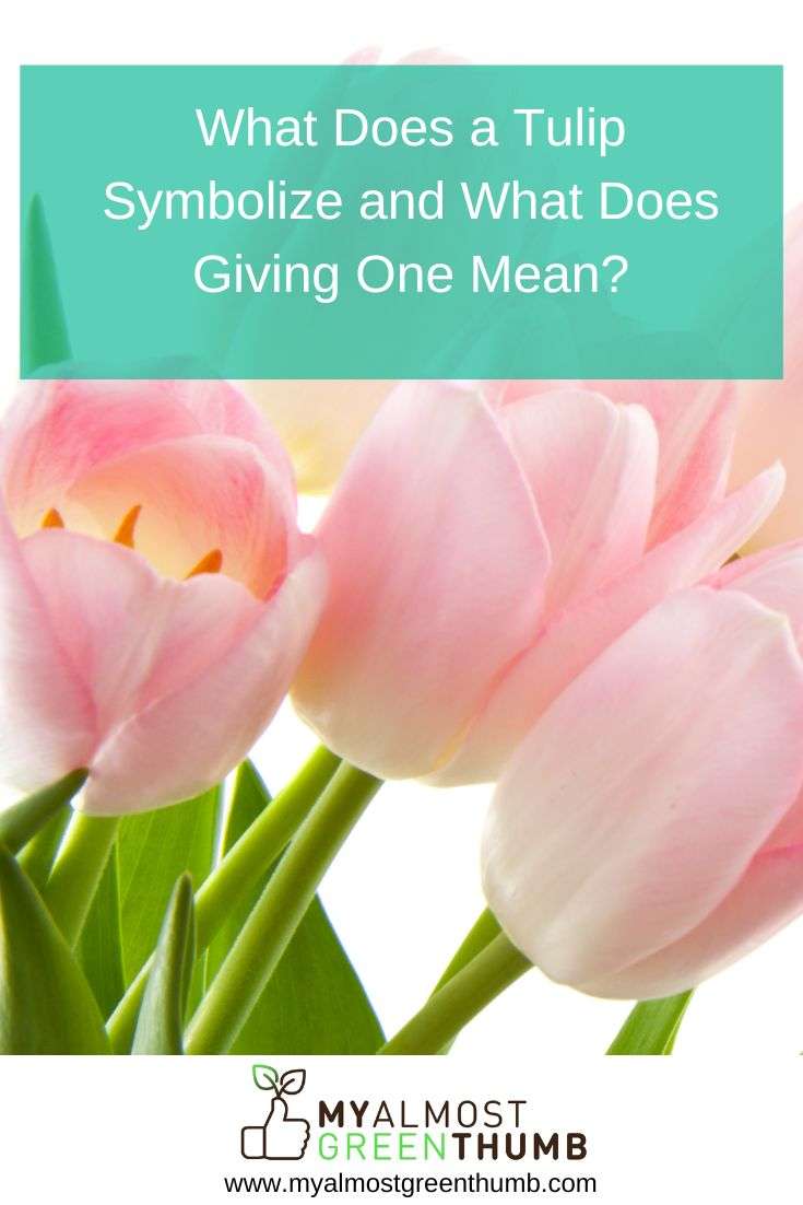What Does a Tulip Symbolize and What Does Giving One Mean? My Almost